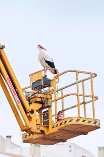 White stork (Ciconia ciconia) standing on the lifting platform of a construction crane, Silves,