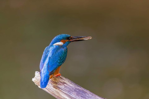 Kingfisher (Alcedo atthis) with a fish in its beak, Kingfishers (Alcedinidae), Upper Danube nature