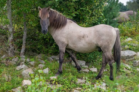 Equus Caballus sspec., horse, konic, odd-toed ungulates, perissodactyla, grazing, domesticated