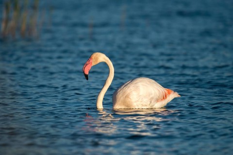 Afro-Asian Greater Flamingo, Eurasian Flamingo, European Flamingo, Granelli, Greater Flamingo,