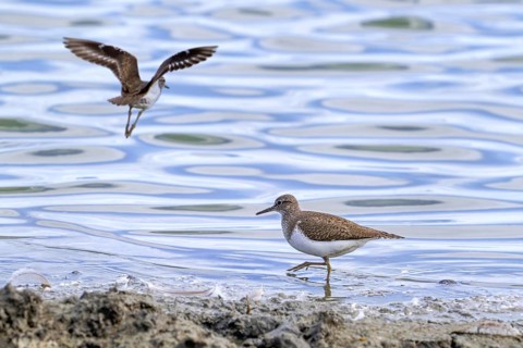 Common sandpipers (Actitis hypoleucos) adult in summer plumage foraging along pond shore and other