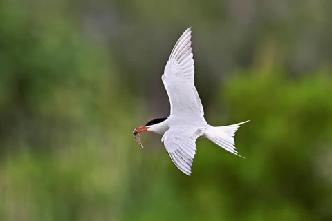 Common tern (Sterna hirundo), in flight with a fish in its beak, Saintes-Marie-de-la-Mer, Camargue,