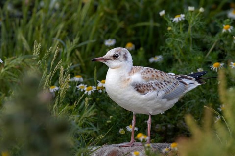 A black-headed gull (Chroicocephalus ridibundus) that has already fledged is waiting for its