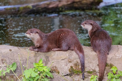 On a sunny day, two oriental small-clawed otter (Aonyx cinerea) are resting on a rock by the