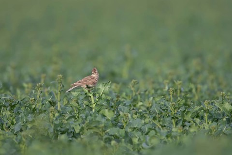 Eurasian skylark (Alauda arvensis) adult bird perched on an Oilseed rape plant, Suffolk, England,