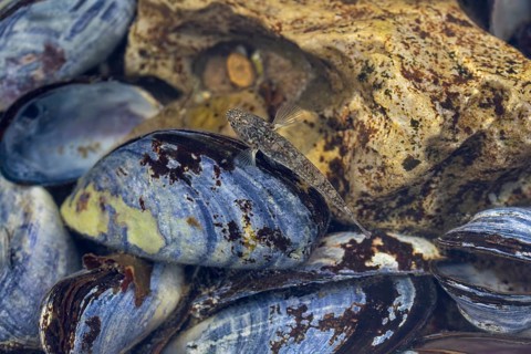 Male sand goby (Pomatoschistus minutus) foraging in a mussel bed (Mytilus edulis), mussel bed,