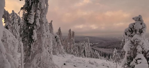 Snowy trees in pink evening light offer impressive views of the winter landscape, hiking in winter
