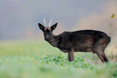 European roe deer (Capreolus capreolus), black roebuck, Lower Saxony, Germany