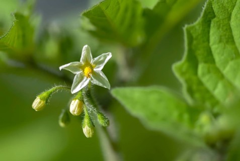 European black nightshade, nightshade, black nightshade, black nightshade, solanaceae, solanum
