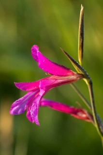 Field gladiolus, field victorious root, gladiolus italicus, granelli, iridaceae, Italian gladiolus,