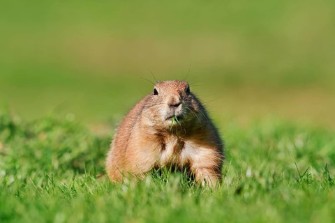 Black-tailed prairie dog (Cynomys ludovicianus) sitting feeding in a meadow, North America