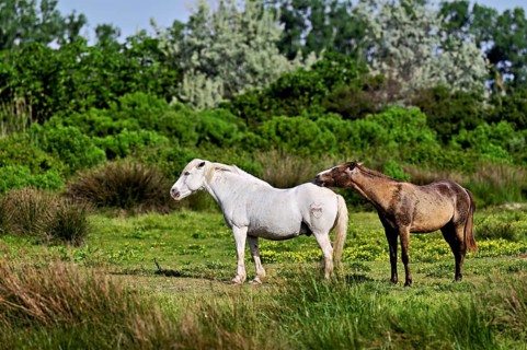 Two Camargue horses (Equus caballus), a mare and her foal standing in a meadow,