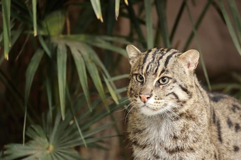 Wildcat in a green setting. Green plants in the background, looking intently to the left, fish cat