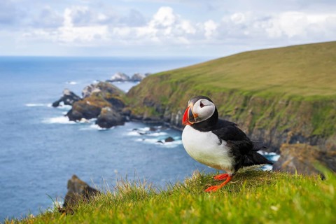 Puffin (Fratercula arctica), Hermaness National Nature Reserve, Unst, Shetland Islands, Scotland,