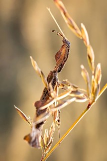 A dry branch with elegant twists against a golden background, a ghost mantis in a meadow near