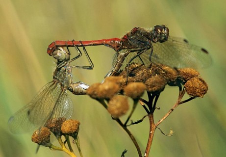 Common darter, large heather, sympetrum striolatum, anisoptera, couple, damselflies, dragonflies,