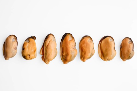 Multiple mussels are arranged in a straight line on a light surface. Each mussel shows its smooth