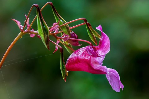 Balsaminaceae, glandular springwort, Himalayan balsamines, impatiens glandulifera, Indian