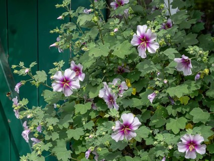 Mediterranean mallow (Lavatera maritima), North Rhine-Westphalia, Germany