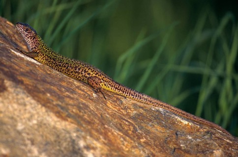 Green lizard, Lacerta viridis, emerald lizard, critters, lizards, lizards, lizards, reptiles,