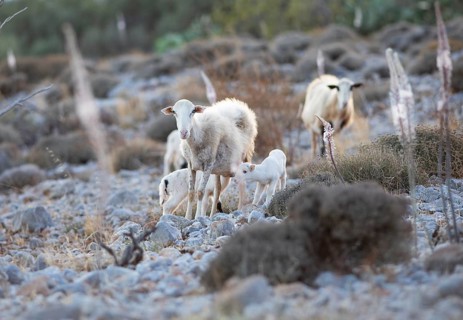 Sheep (Ovis) amongst white sea onions (Drimia maritima) on a stony field, Chóra Sfakion, Chania