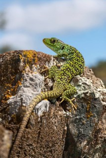 Ocellated lizard, pearl lizard, Timon lepidus, critters, lizards, extremadura, adolescent, high