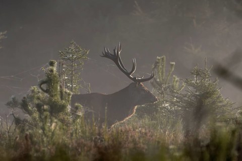 In the morning mist the red deer (Cervus elaphus) moves to a heath area, the spider webs reflect in