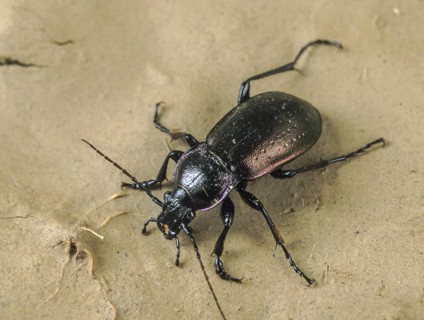 Bronze carabid, Carabus nemoralis, grouse beetles, beetles, insects, beetles