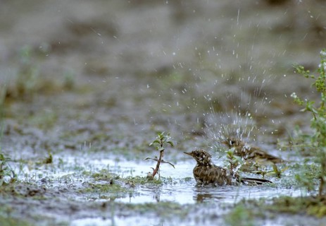 Anthus Pratensis, Meadow Pipit, Meadow Pieper, Bath, Birds, Leo, Passeri, Songbirds, Birds