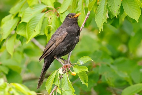 Blackbird (Turdus merula), male, adult bird perched in a cherry tree, cherries, Altmühlsee,
