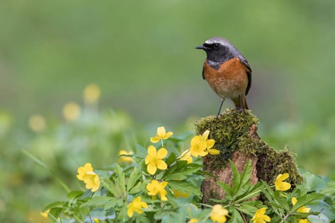 Common Redstart (Phoenicurus phoenicurus) male perched on an old mossy tree trunk amongst flowers,