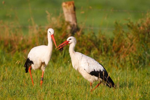 White Stork (Ciconia ciconia) foraging, North Rhine-Westphalia, Germany