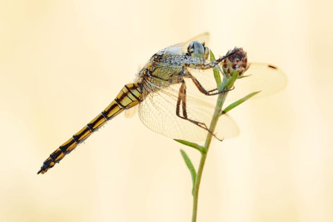 Black-tailed Skimmer (Orthetrum cancellatum), female with a dewdrop, North Rhine-Westphalia,