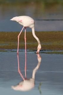 Greater Flamingo (Phoenicopterus roseus) foraging in shallow water, Greece