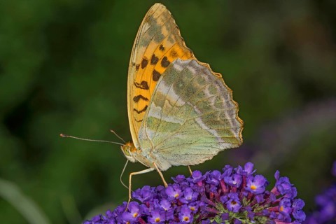 Side view of a male emperor moth (Argynnis paphia) with patterned wings on a panicle of buddleia