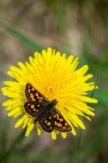 Colorful bighead butterfly butterfly butterfly carterocephalus palaemon chequered skipper