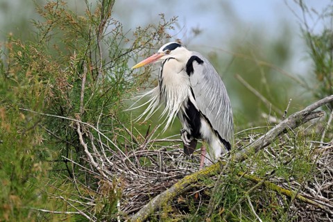 Grey heron (Ardea cinerea), standing on its nest, Camargue, southern France, France