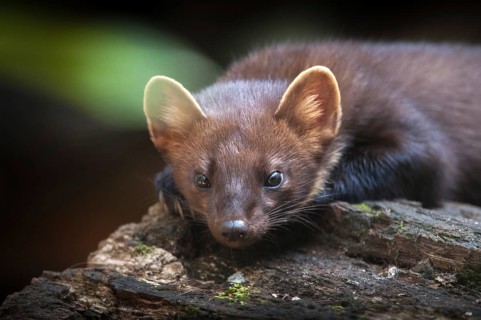 Tree martens, carnivora, European pine species, martes martes, pine species, predators, mammals,