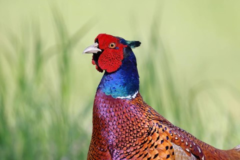Pheasant, common pheasant (Phasianus colchicus), adult male bird in a meadow, animal portrait,