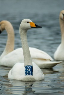 Cygnus cygnus, cygnus olor, mute swan, whooper swan, anatidae, birds, duckbirds, neck ring, high