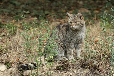 A wildcat rests in its natural habitat, surrounded by meadows and shrubs, European wildcat (Felis
