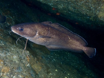 A Phycis phycis swims in a dark underwater cave at the Cap de Creus Marine Protected Area dive