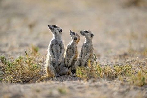 Meerkats or suricates (Suricata suricatta), Makgadikgadi Salt Pans, Makgadikgadi Pans National