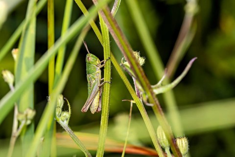 A green grasshopper perched on blades of grass in a natural setting: the Large gold grasshopper