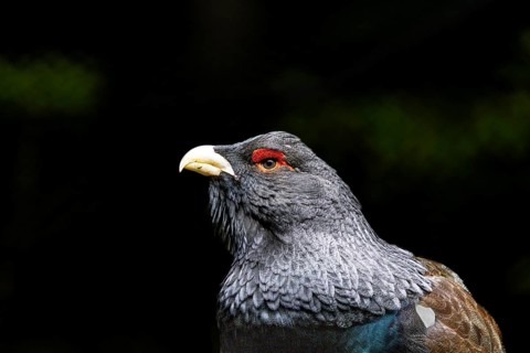 Close-up of a bird with a red eye patch and grey plumage against a dark background, capercaillie