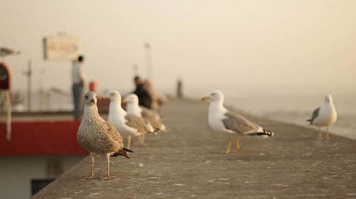 Seagulls (larinae) standing on a pier at sunset with blurred background, Essaouira, Morocco