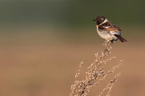 Siberian Stonechat - Pallasschwarzkehlchen - Saxicola maurus, Russia (Ural), 2nd cy male