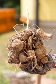Roots of dahlias (Dahlia) held in one hand ready for planting