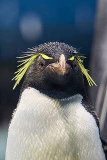 Frontal view of a penguin with a piercing gaze, Planet Penguin, Penguin (Spheniscidae), Loro