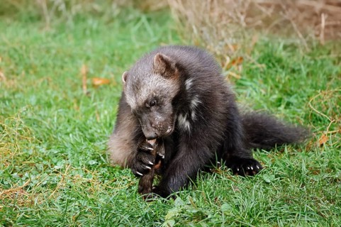 Wolverine or bear marten (Gulo gulo) sits feeding in a meadow, captive, Germany